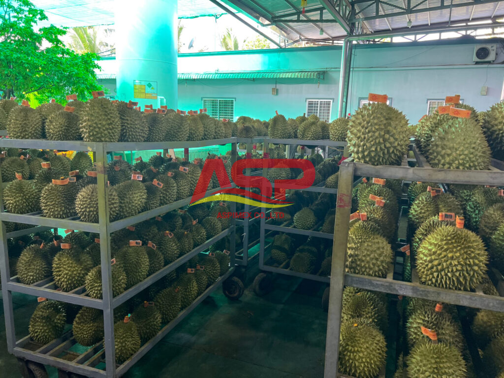 Durian 030