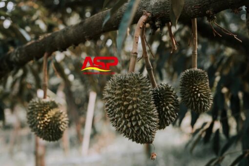 Durians