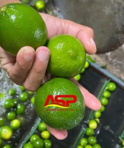 Fresh Lime