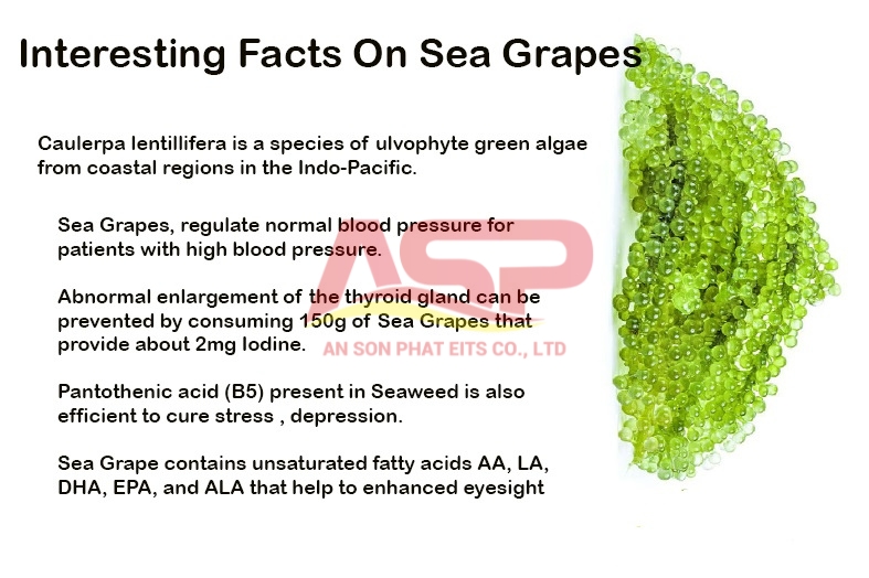 Sea Grapes