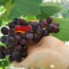 Red grapes