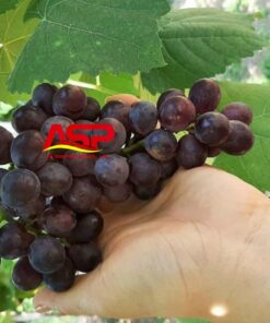 Red grapes