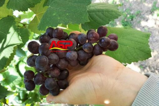 Red grapes