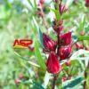 Roselle 1