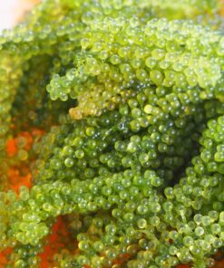 sea grapes 8